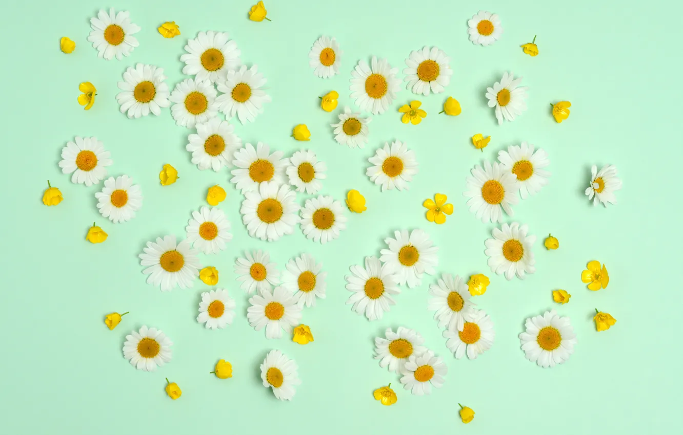 Photo wallpaper flowers, background, chamomile, buttercups