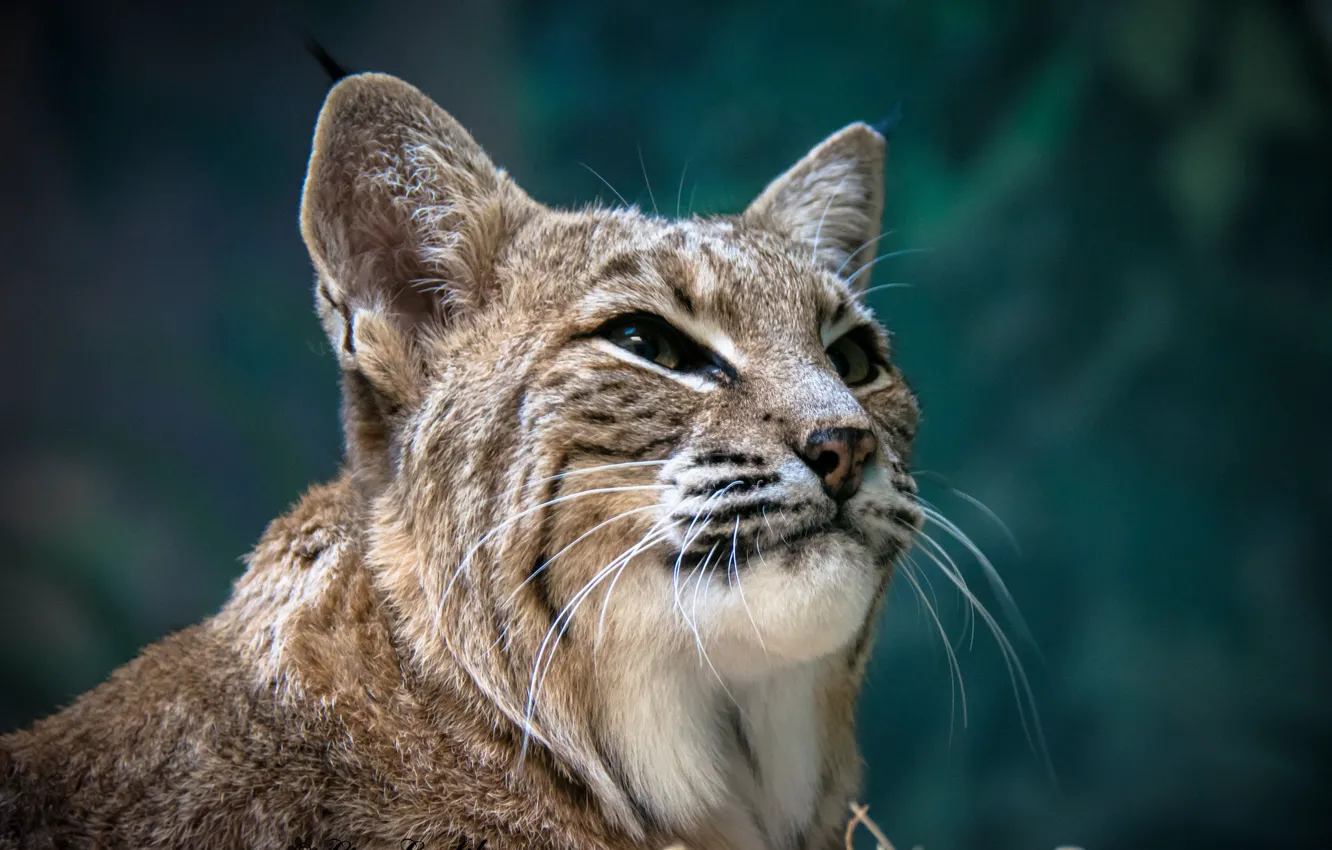 Photo wallpaper face, portrait, lynx, wild cat