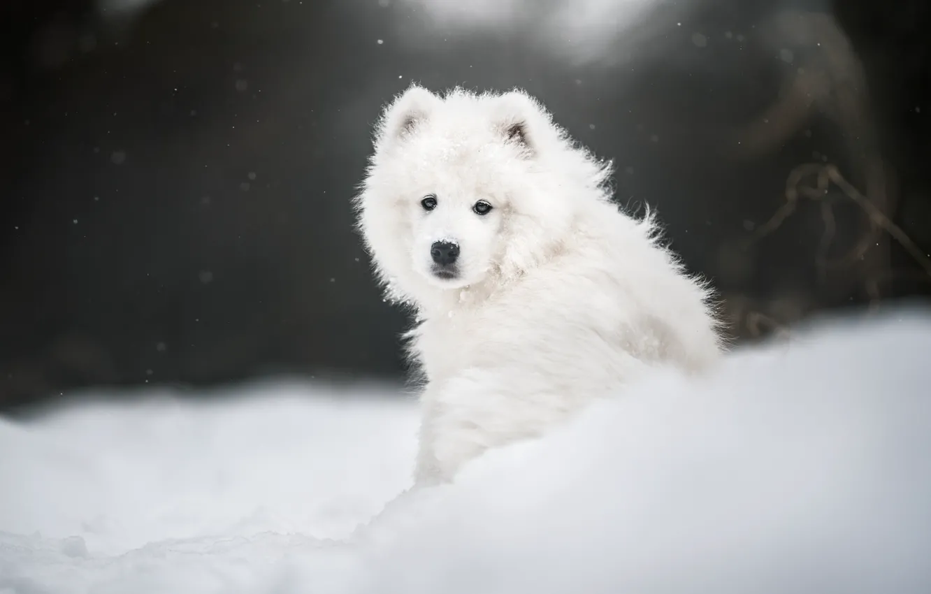 Photo wallpaper look, face, snow, dog, Samoyed