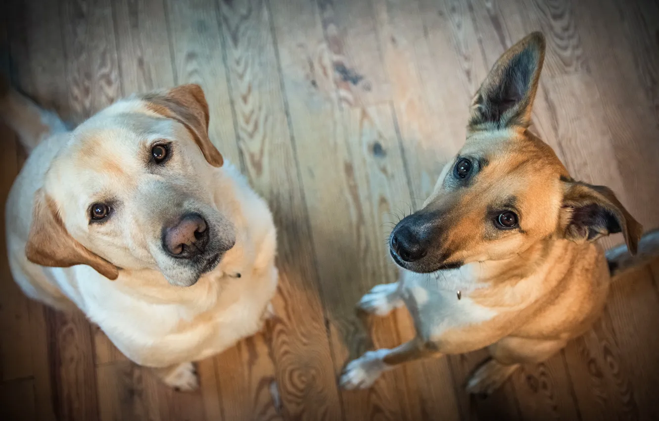 Photo wallpaper background, each, dog