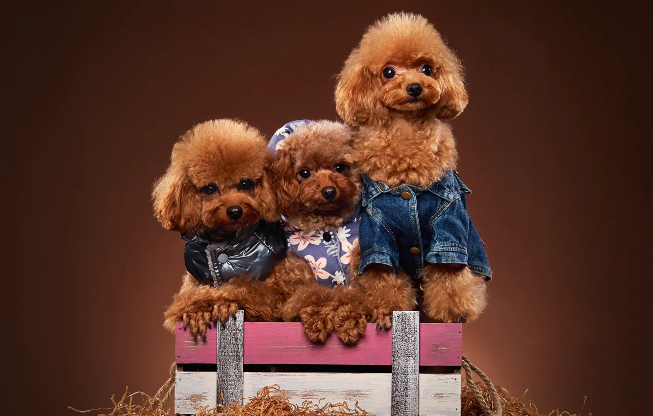 Photo wallpaper dog, outfit, box, trio, poodle, photoshoot, doggie, Trinity