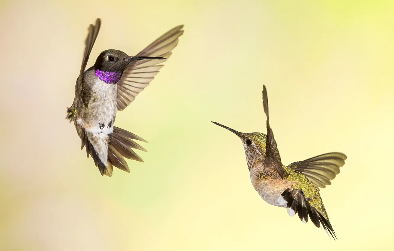 Photo wallpaper bird, wings, beak, Hummingbird, Montenegro archilochus, tricolor selasphorus