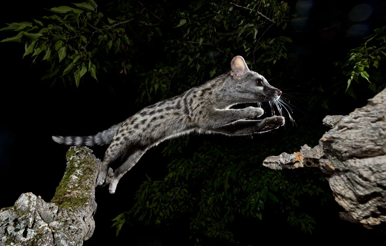 Photo wallpaper light, trees, pose, jump, foliage, black background, the civet cat, african civet