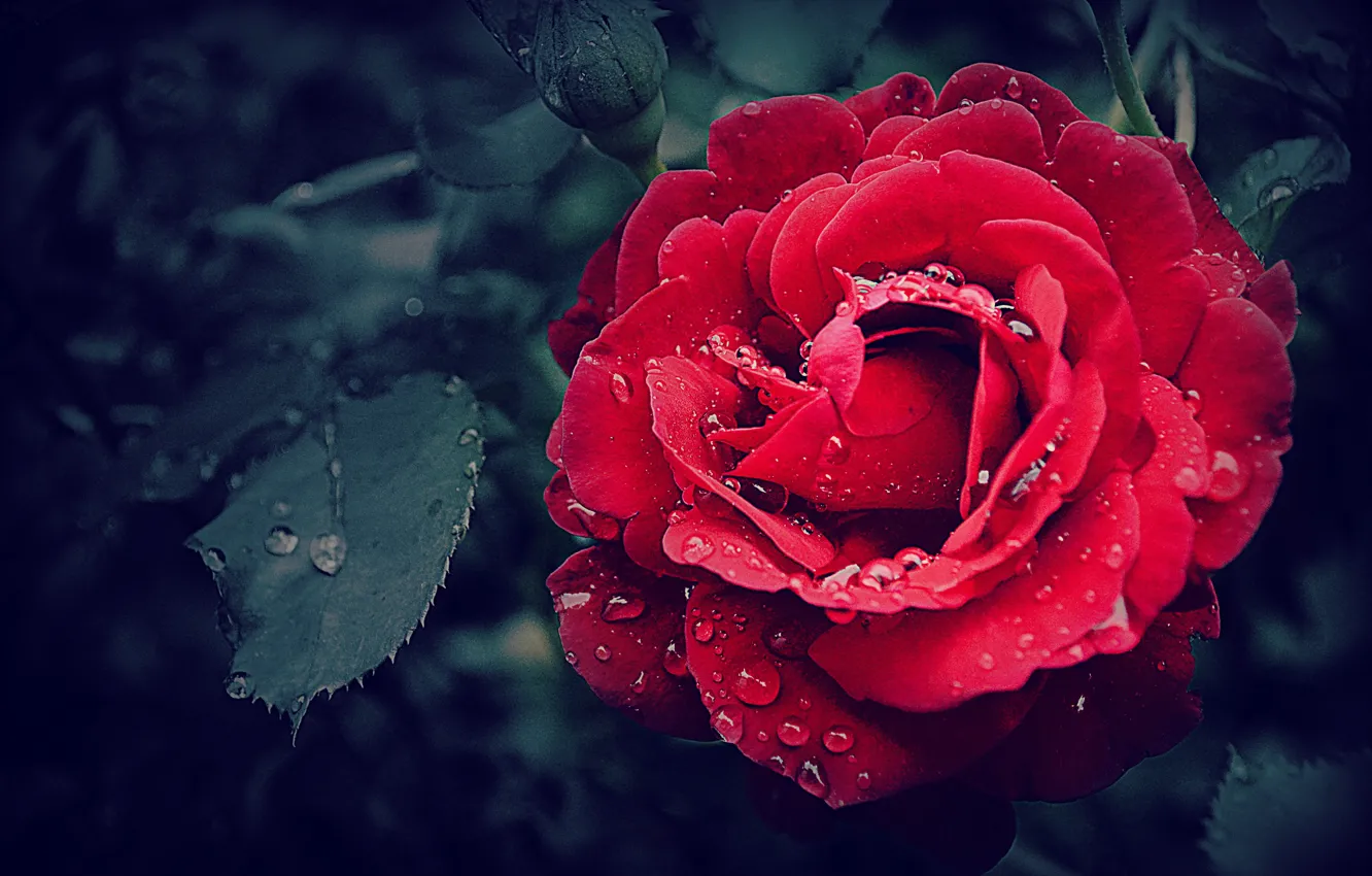 Photo wallpaper flower, close-up, Rosa, rose, beauty, rose, flower, close-up