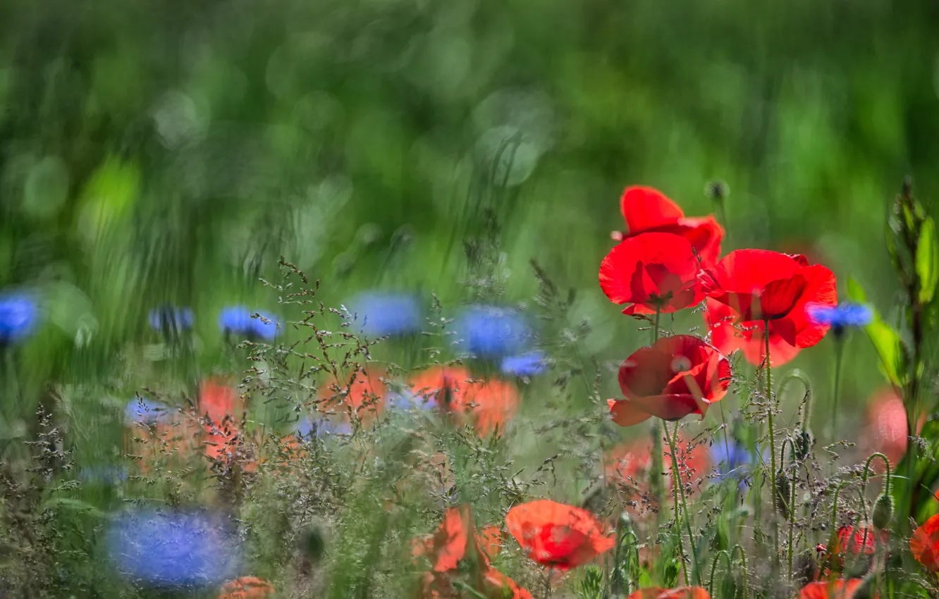 Photo wallpaper summer, flowers, blue, red, Maki, meadow, bokeh, cornflowers