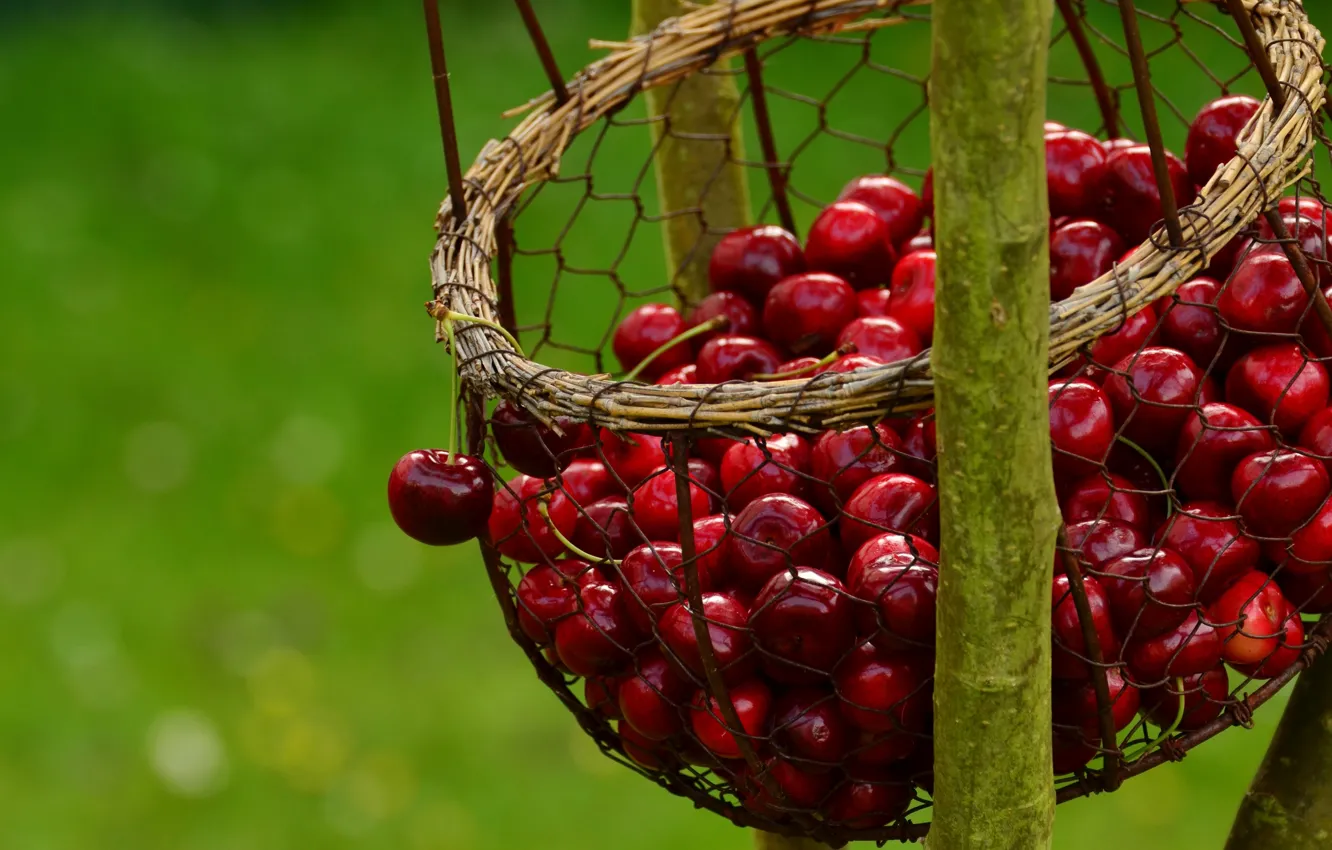 Photo wallpaper branches, nature, cherry, berries, mesh, basket, food, harvest
