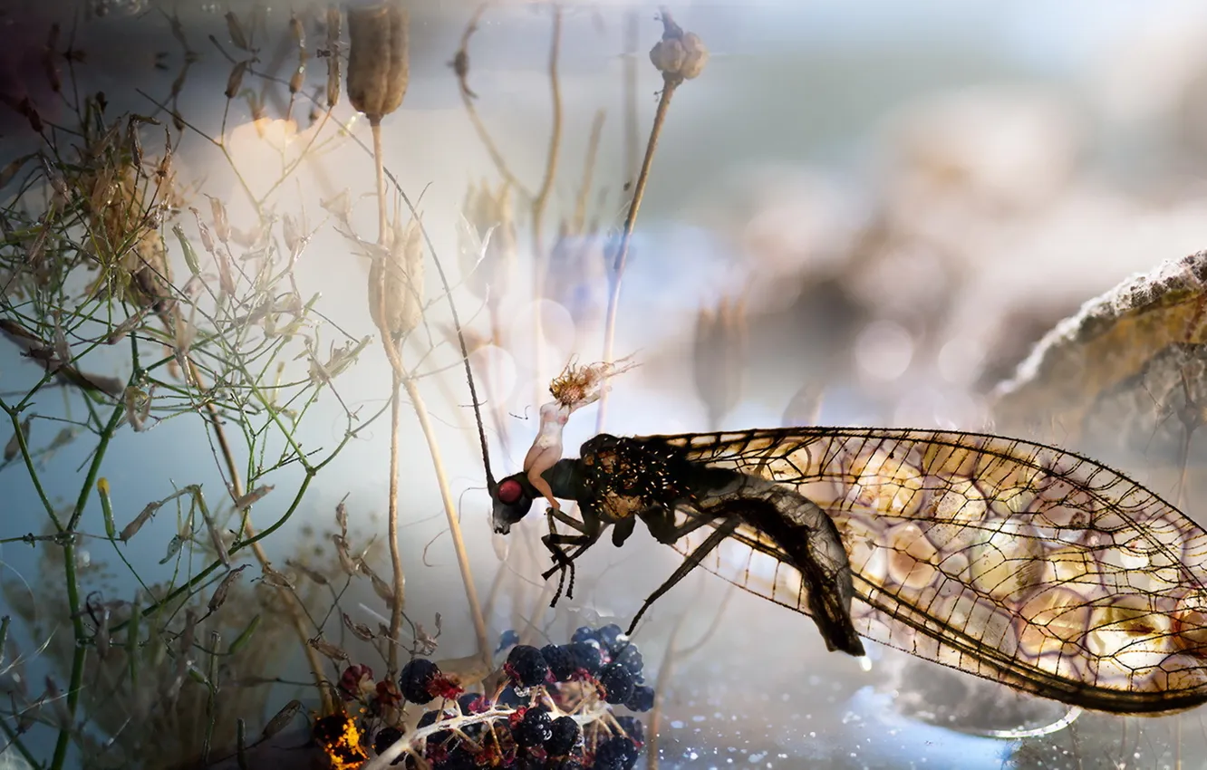 Photo wallpaper dream, light, water, insect