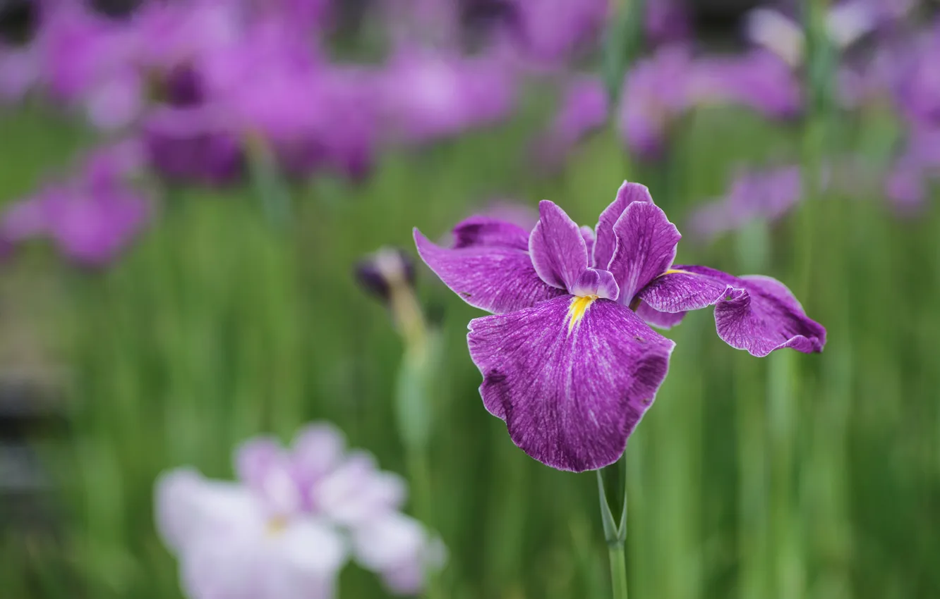 Photo wallpaper greens, summer, grass, nature, lilac, iris