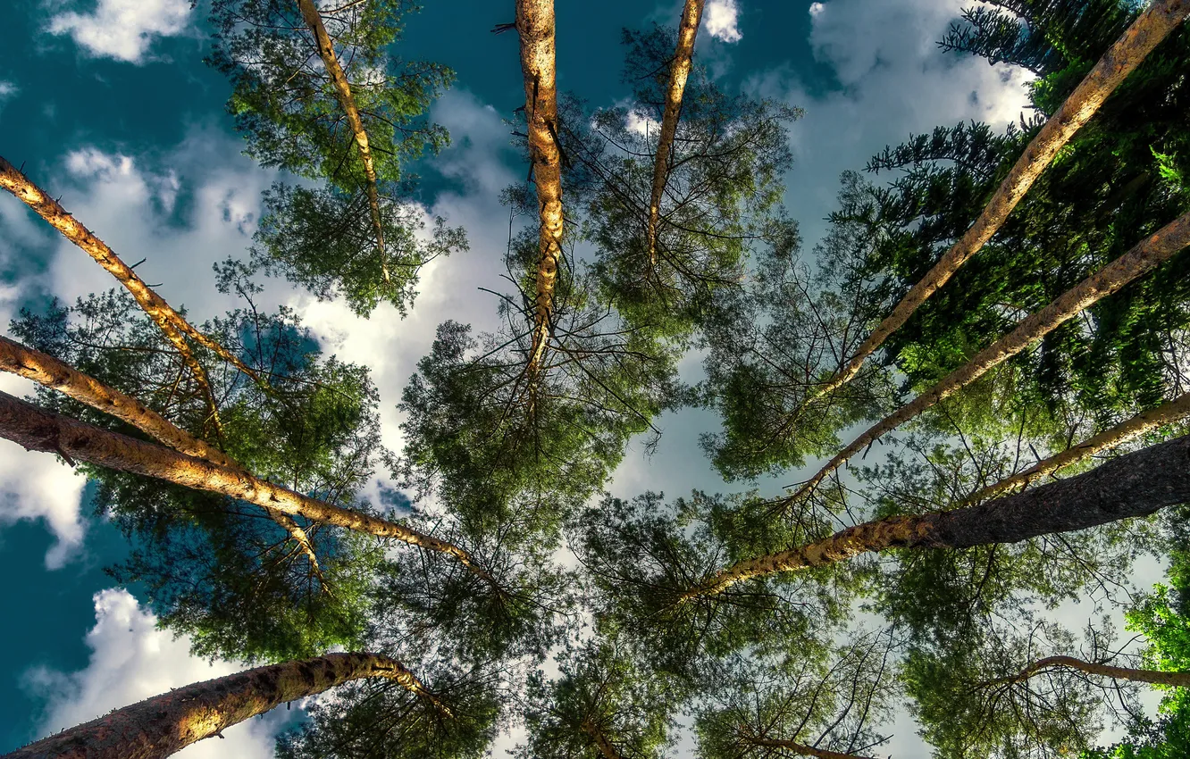 Photo wallpaper the sky, clouds, trees, trunk, crown