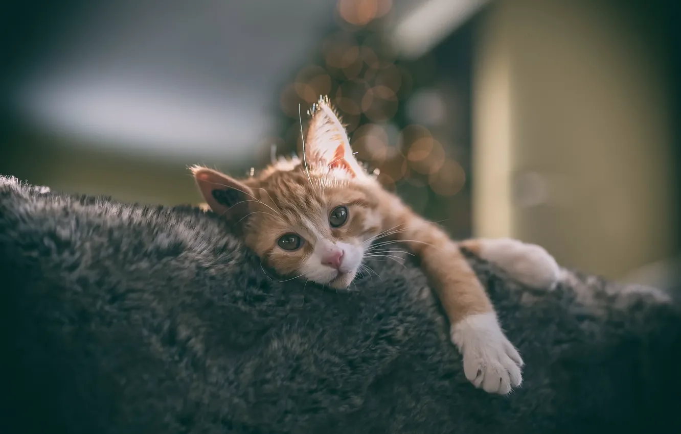 Photo wallpaper cat, comfort, home