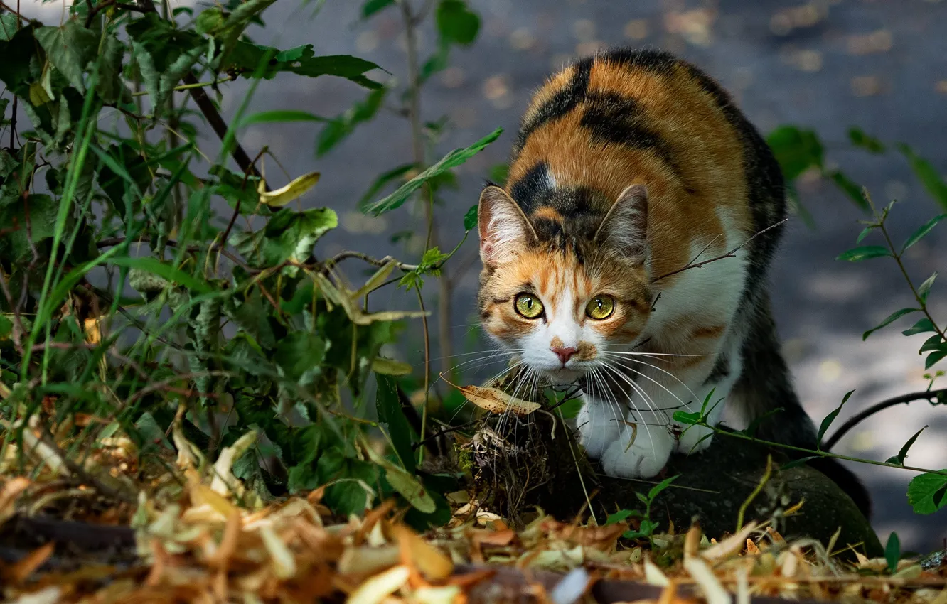 Photo wallpaper autumn, cat, look, face, leaves, light, nature, pose