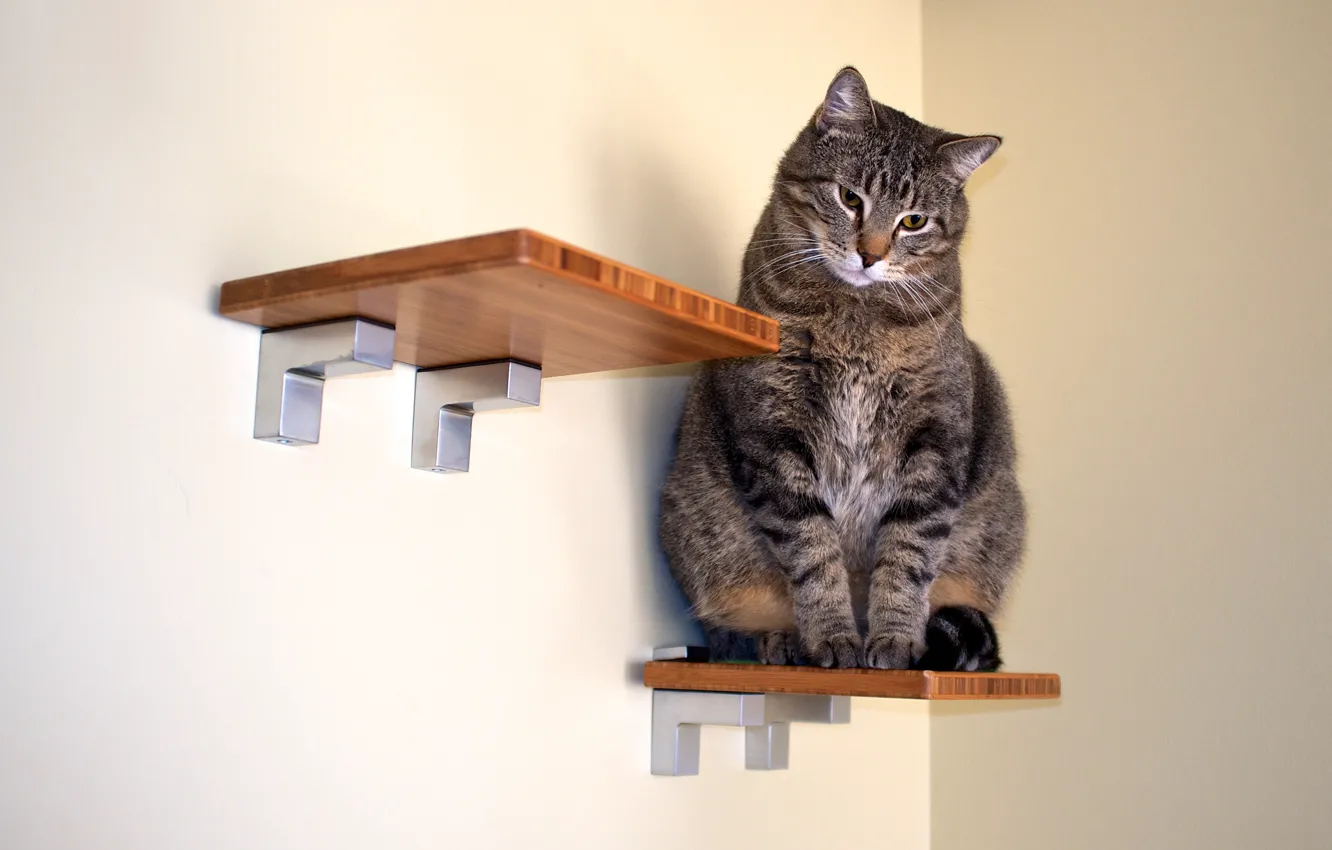 Photo wallpaper cat, cat, look, grey, wall, shelf, figurine, sitting