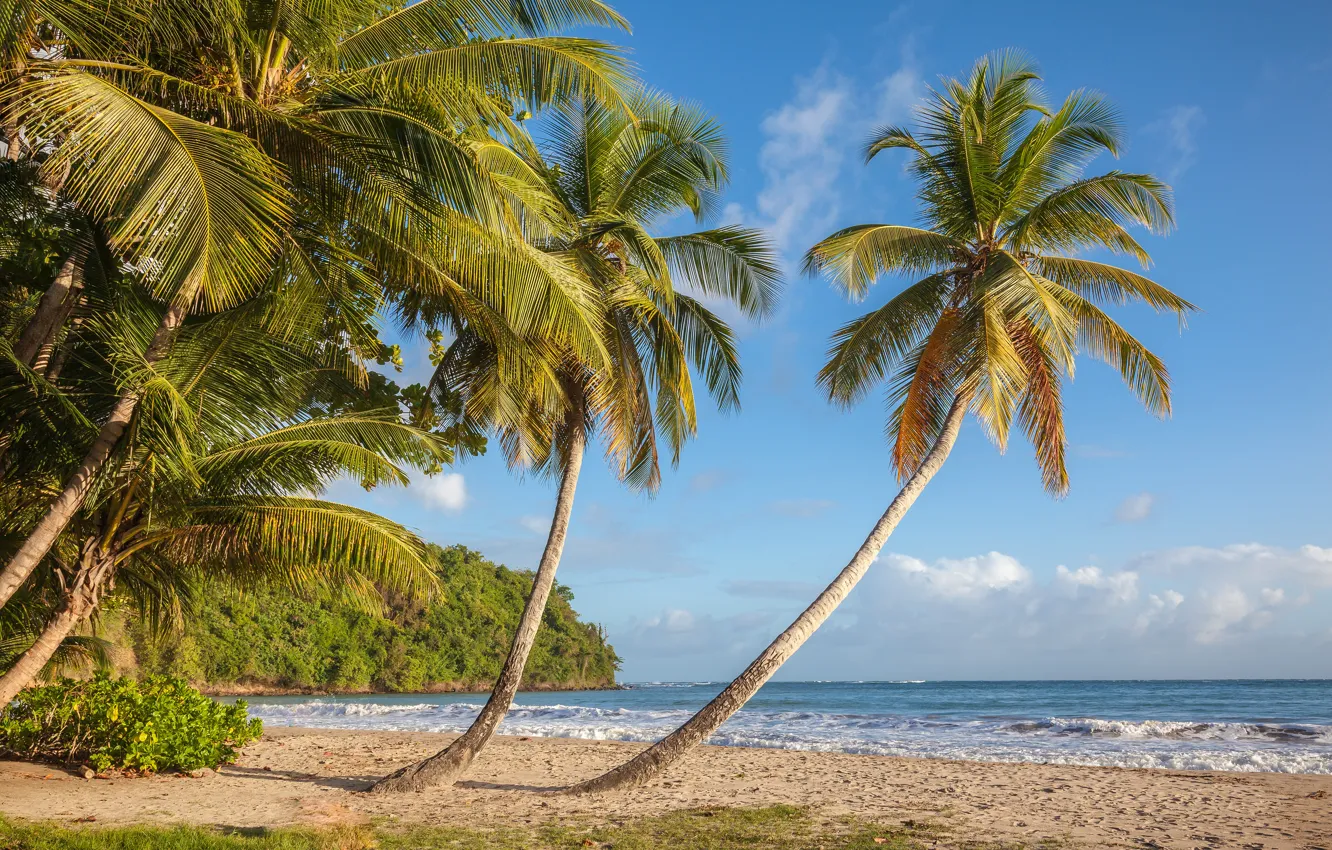 Photo wallpaper sea, beach, palm trees, coast, The Caribbean sea, Caribbean Sea, Grenada, Grenada