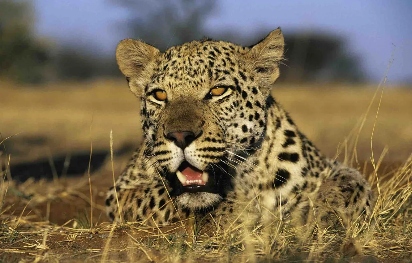 Photo wallpaper leopard, animal, wildlife, big cat