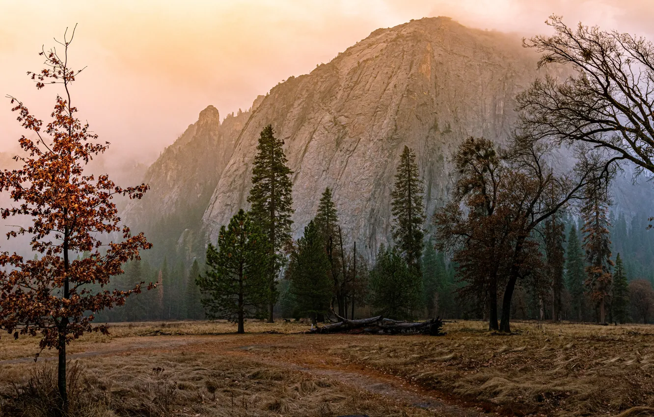 Photo wallpaper field, autumn, forest, trees, mountains, branches, fog, rocks