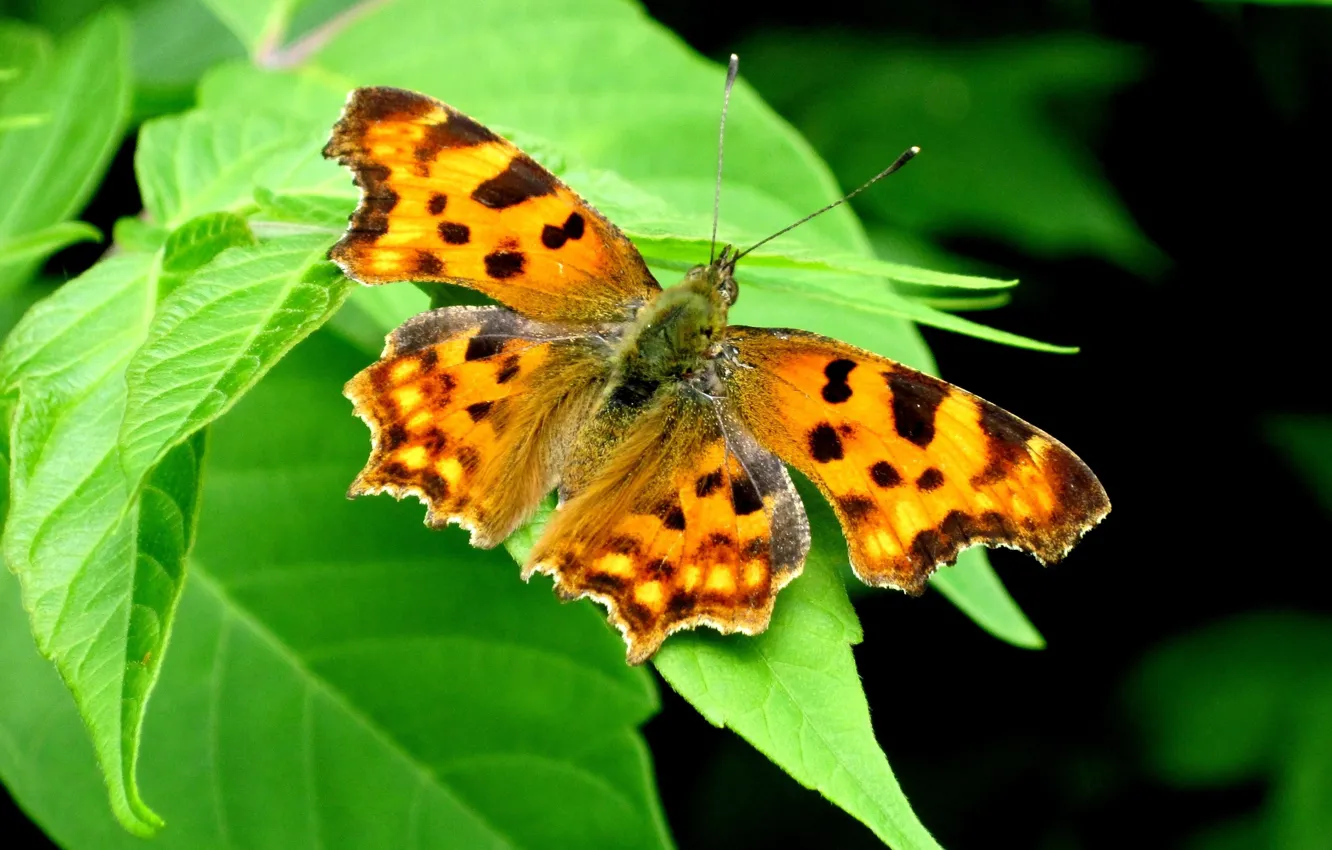 Photo wallpaper summer, leaves, Wallpaper, butterfly, antennae
