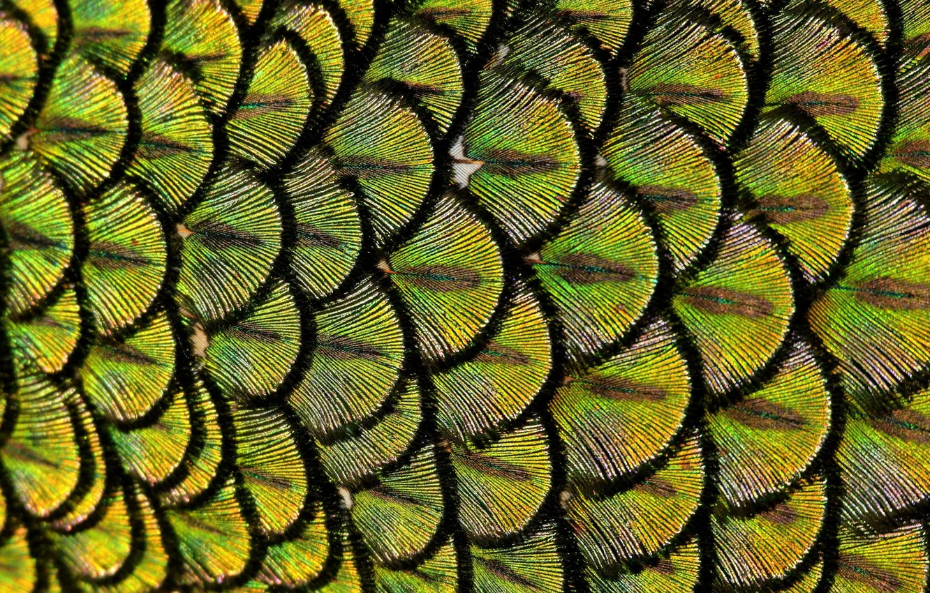 Photo wallpaper macro, feathers, peacock, peacock