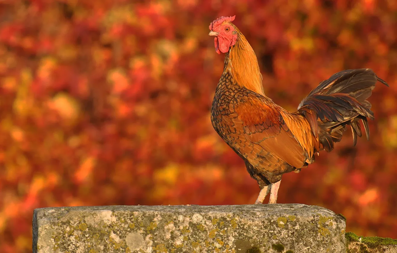 Photo wallpaper background, bird, stone, bokeh, cock