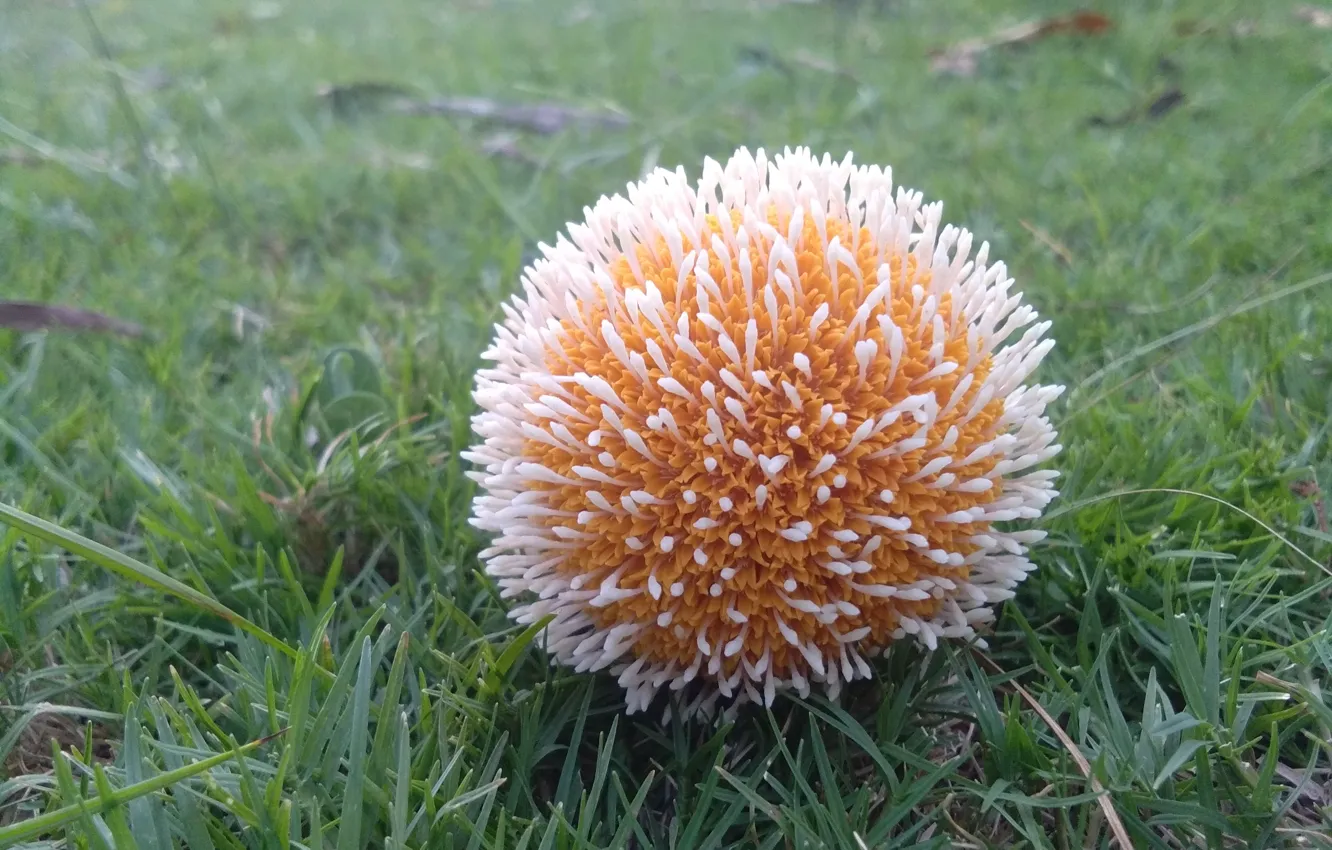 Photo wallpaper green, grass, flowers, orange, Sprout, Burflower, Kadamba