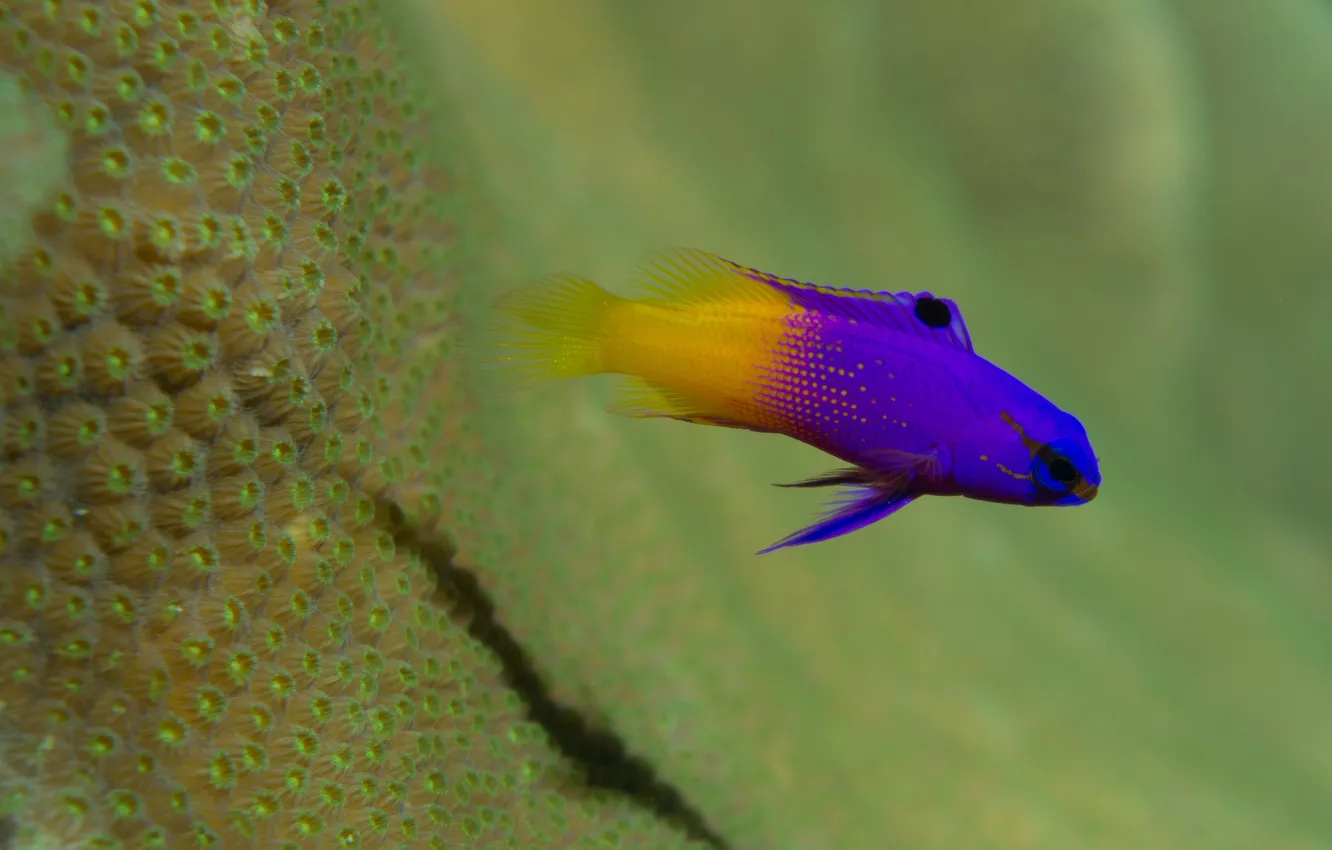 Photo wallpaper sea, fish, fish, underwater world, under water, purple, green background, Pseudochromis royal