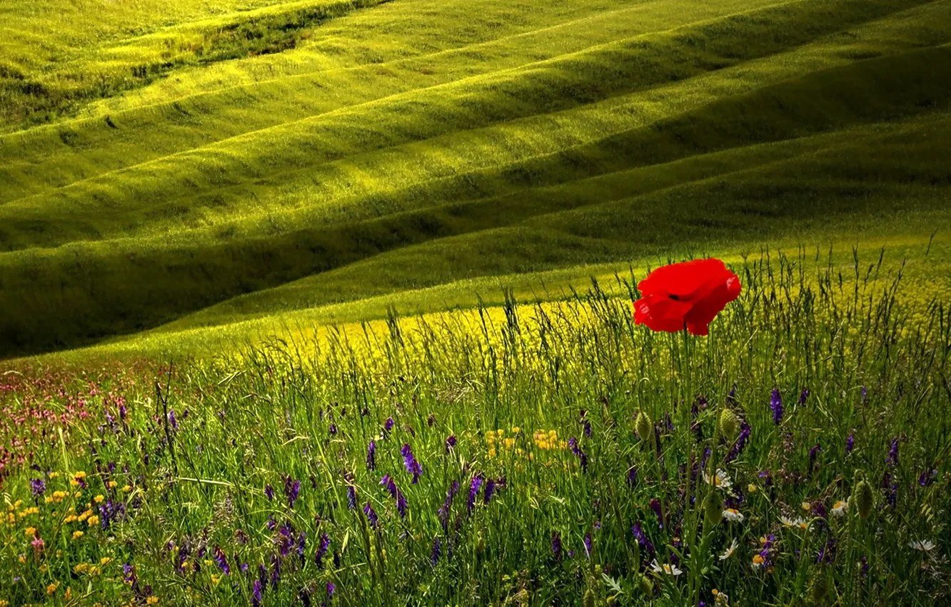 Photo wallpaper field, grass, flowers, Mac, slope