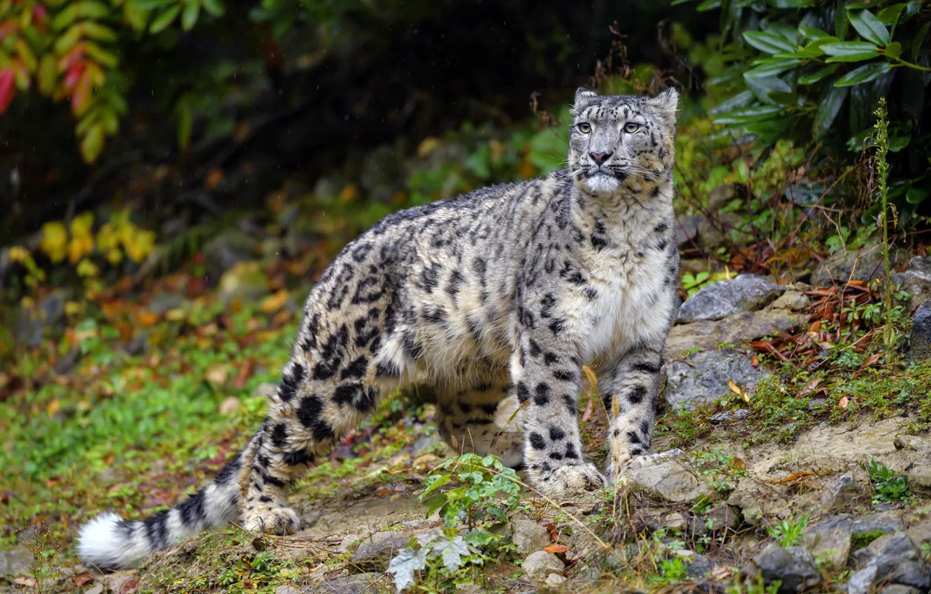 Photo wallpaper look, nature, stones, rain, IRBIS, snow leopard