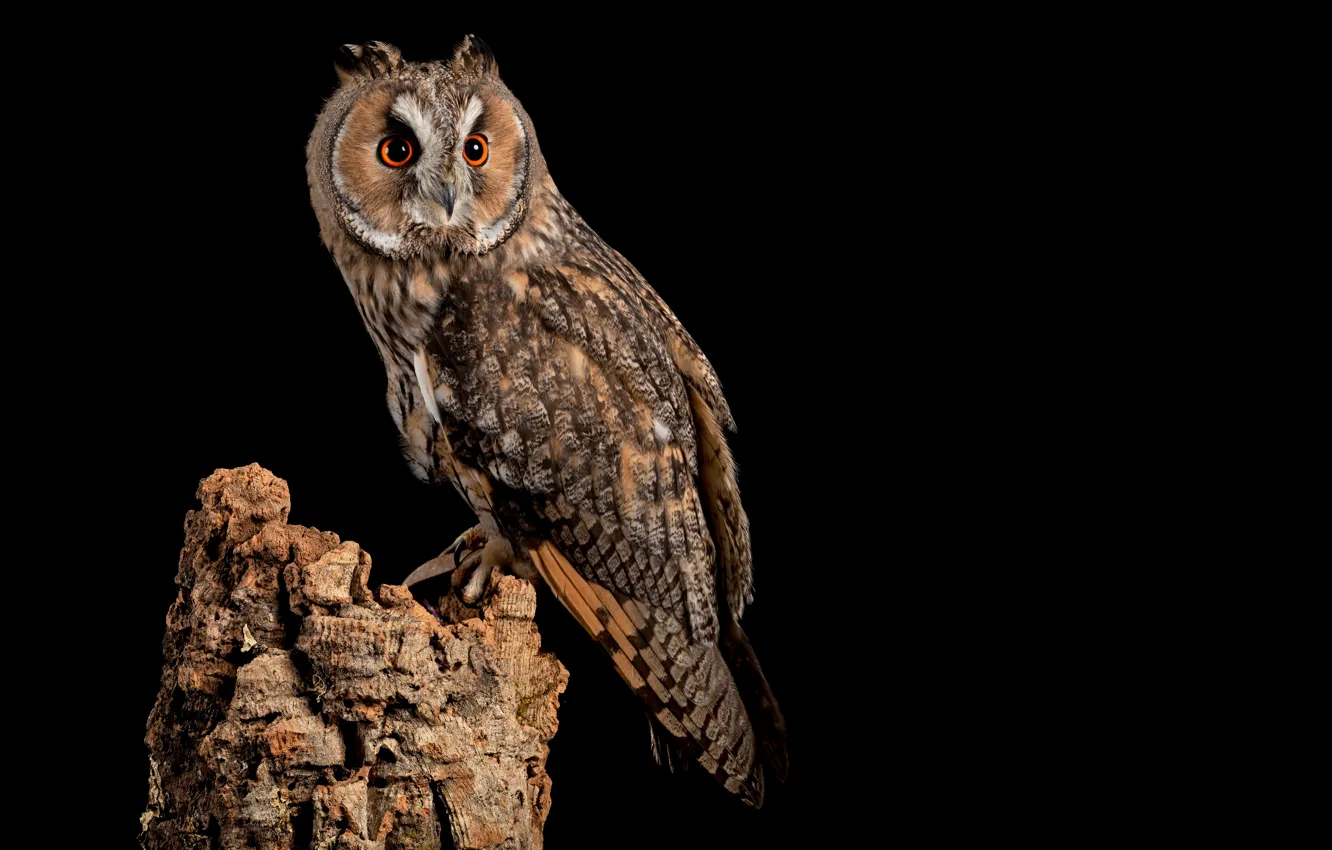 Photo wallpaper owl, bird, predator, black background, night hunter