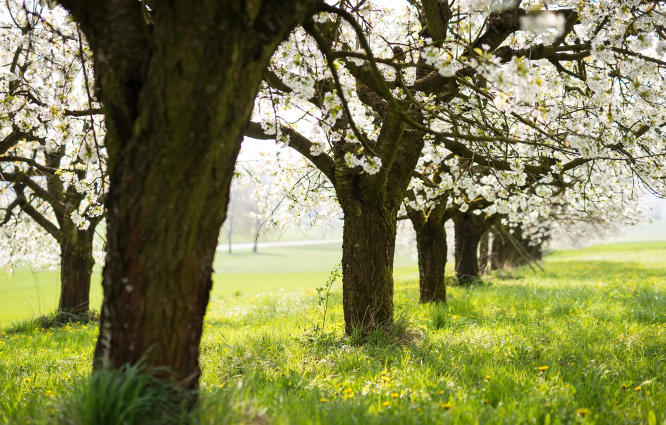 Photo wallpaper grass, light, trees, landscape, flowers, freshness, branches, nature