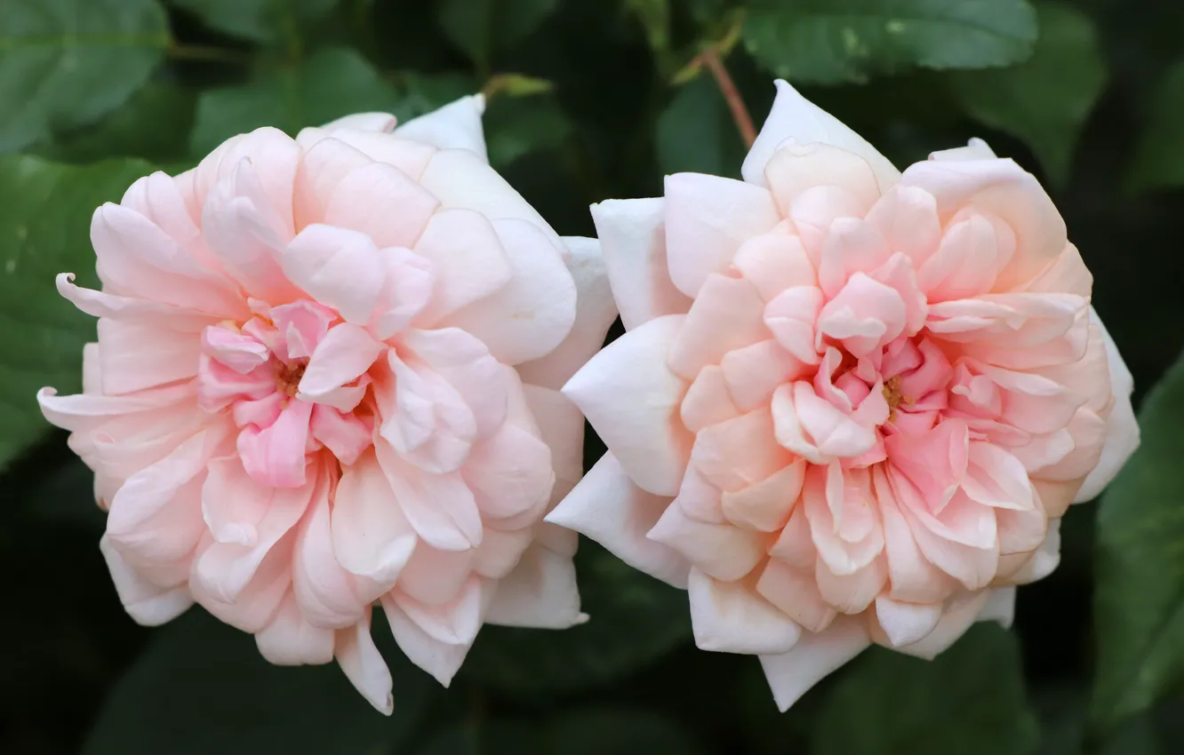 Photo wallpaper leaves, flowers, two, roses, pink, white, Duo, bokeh