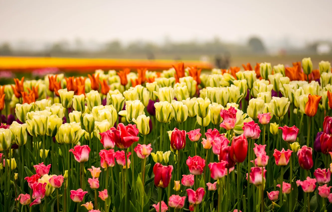Photo wallpaper the sky, flowers, spring, yellow, tulips, red, orange, flowerbed
