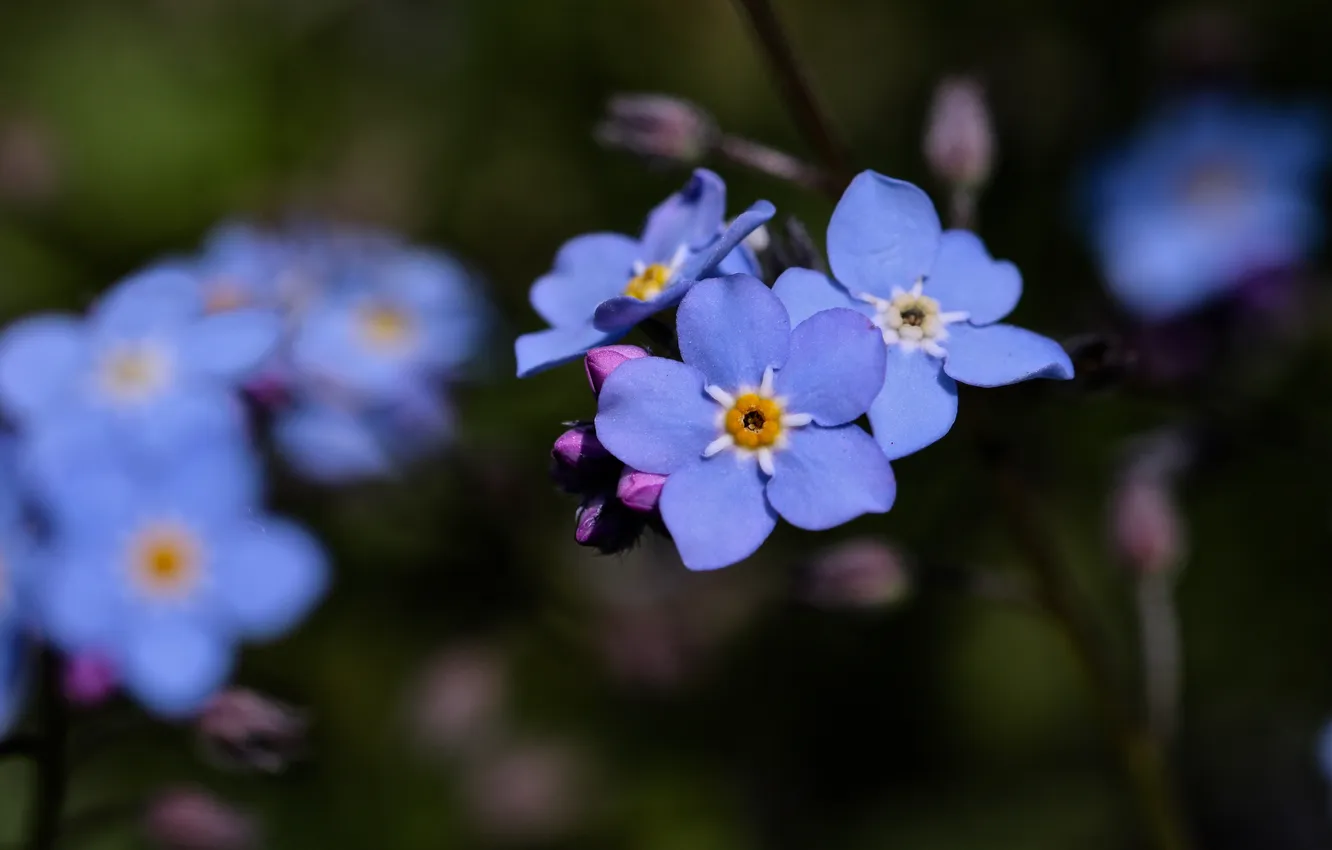 Photo wallpaper macro, flowers, blue, the dark background, sprig, blue, spring, bokeh