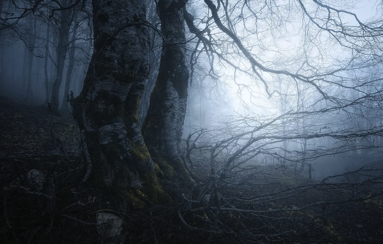 Photo wallpaper forest, trees, branches, fog
