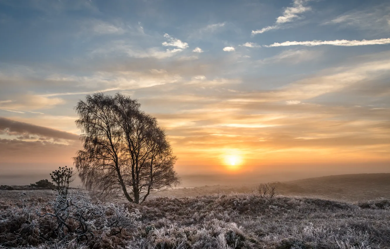 Photo wallpaper winter, field, tree, morning
