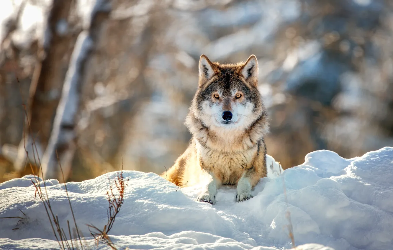 Photo wallpaper winter, snow, nature, background, wolf, lies