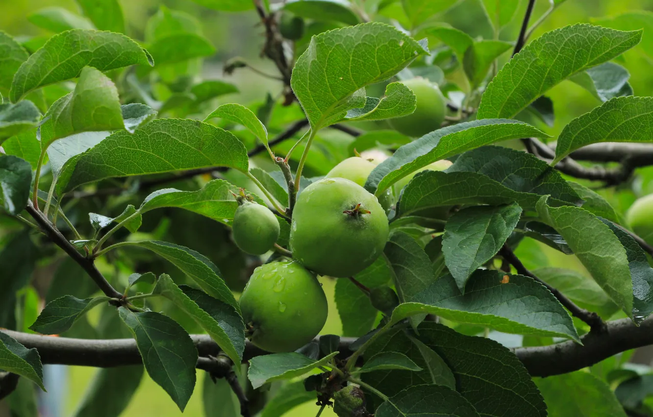 Photo wallpaper apple, tree, fruit
