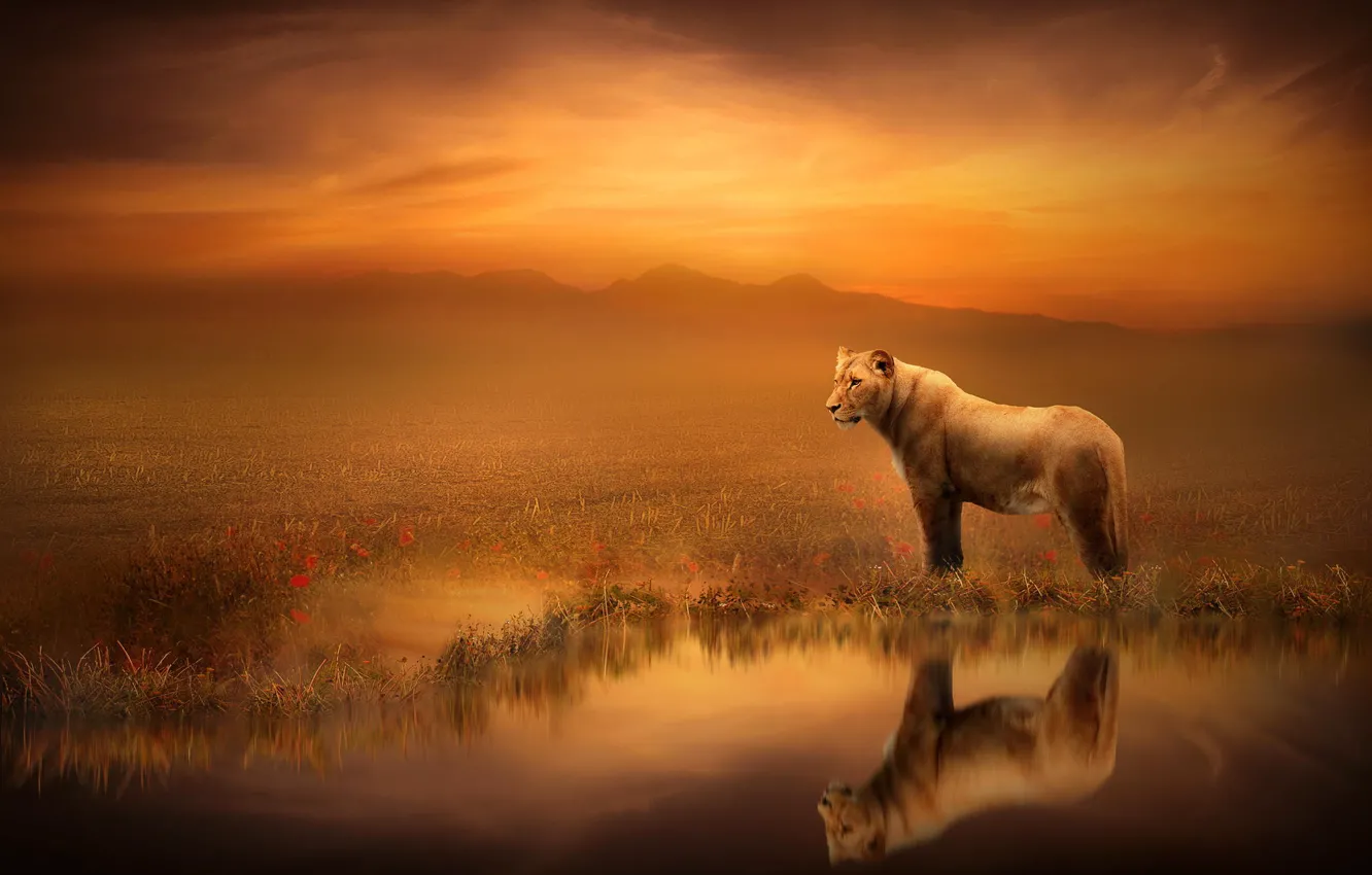 Photo wallpaper reflection, art, lioness