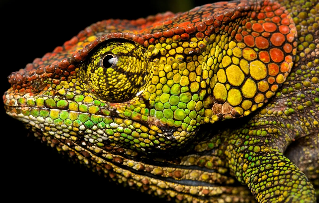 Photo wallpaper macro, chameleon, background