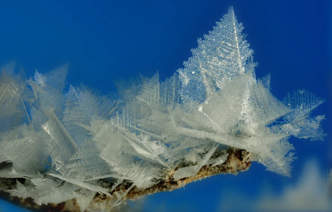 Photo wallpaper frost, branches, background, crystals