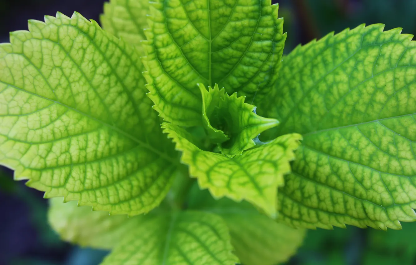 Photo wallpaper greens, leaves, nature, bright, hydrangea