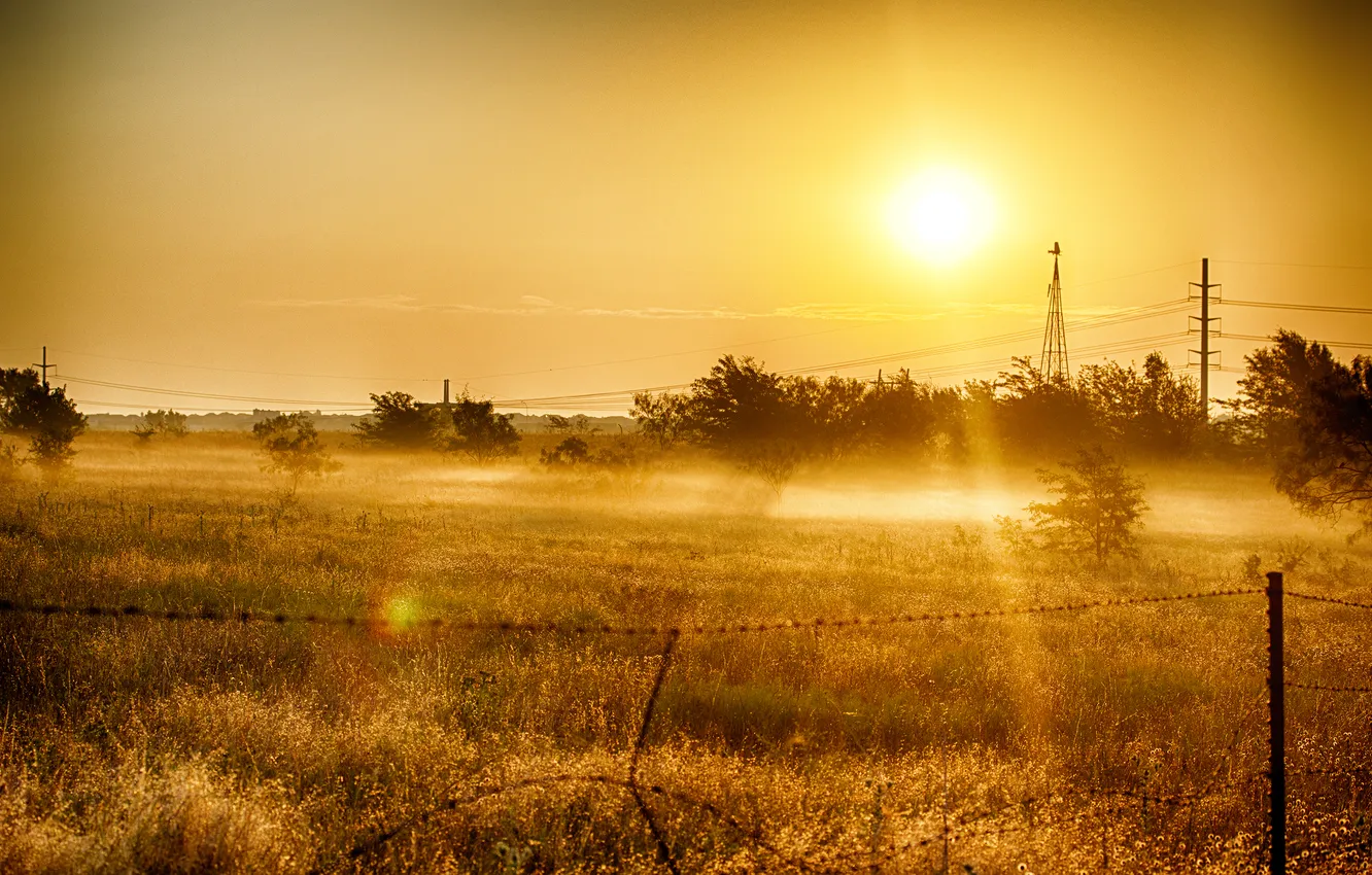 Photo wallpaper field, grass, the sun, trees
