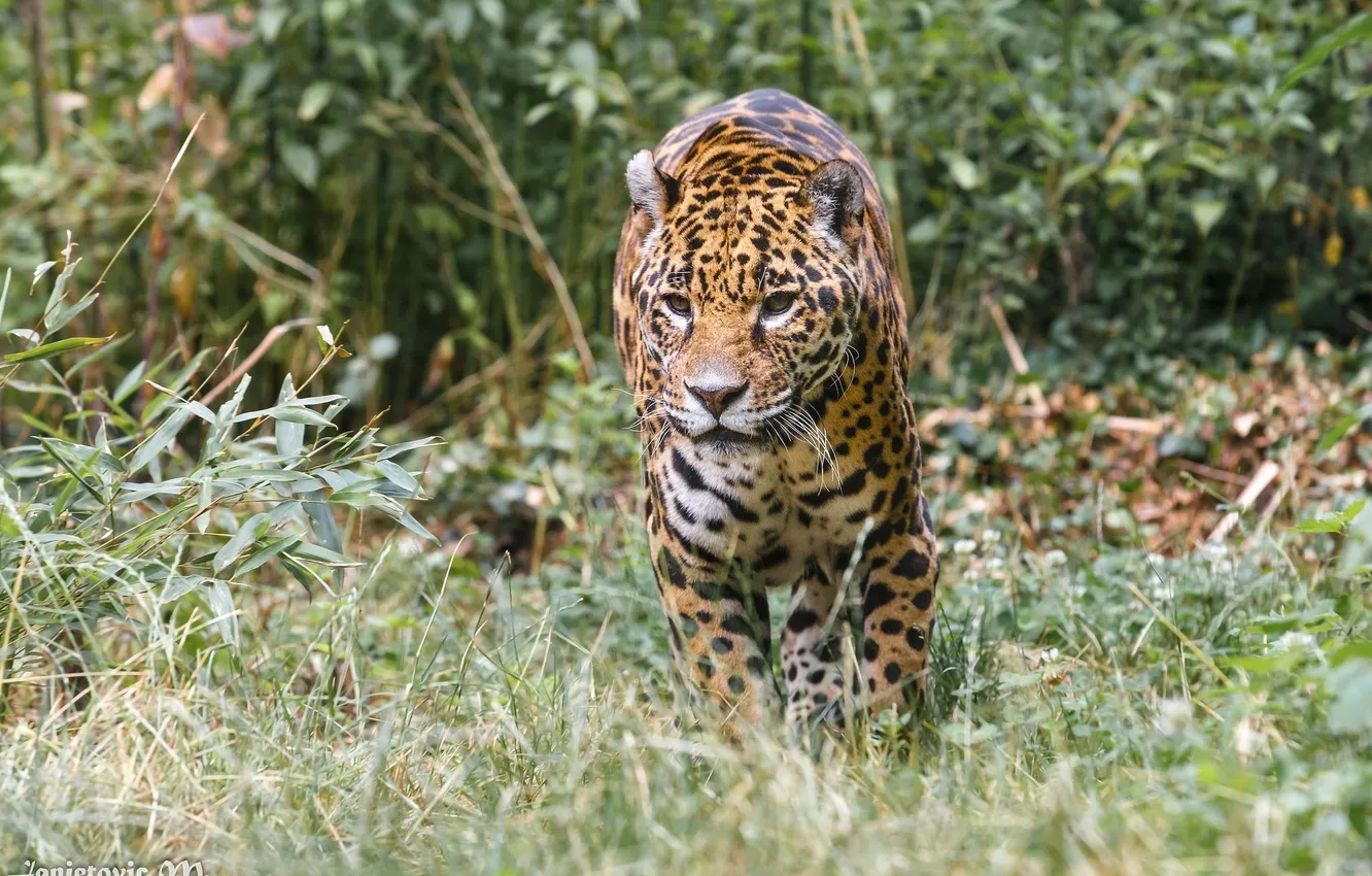 Photo wallpaper thickets, predator, Jaguar, walk, wild cat, zoo