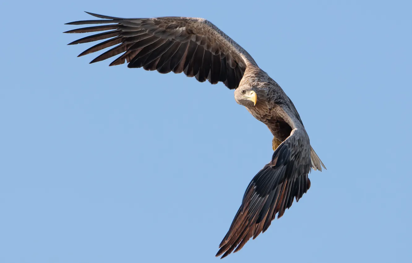 Photo wallpaper Eagle, flight, observation