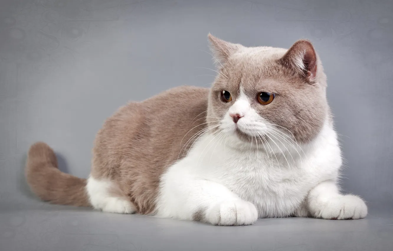 Photo wallpaper cat, background, photoshoot