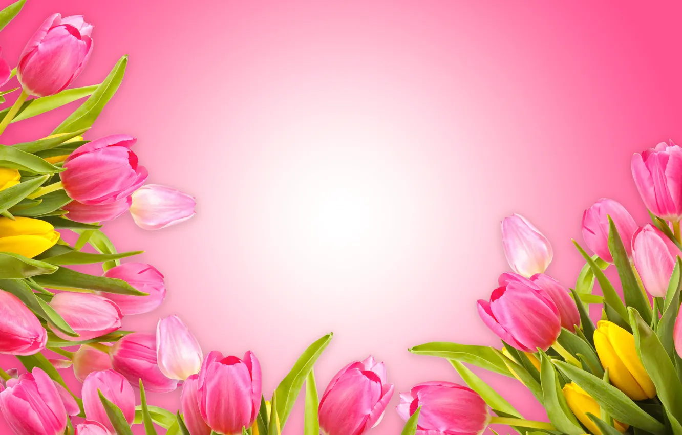 Photo wallpaper tulips, love, pink background, fresh, pink, flowers, romantic, tulips