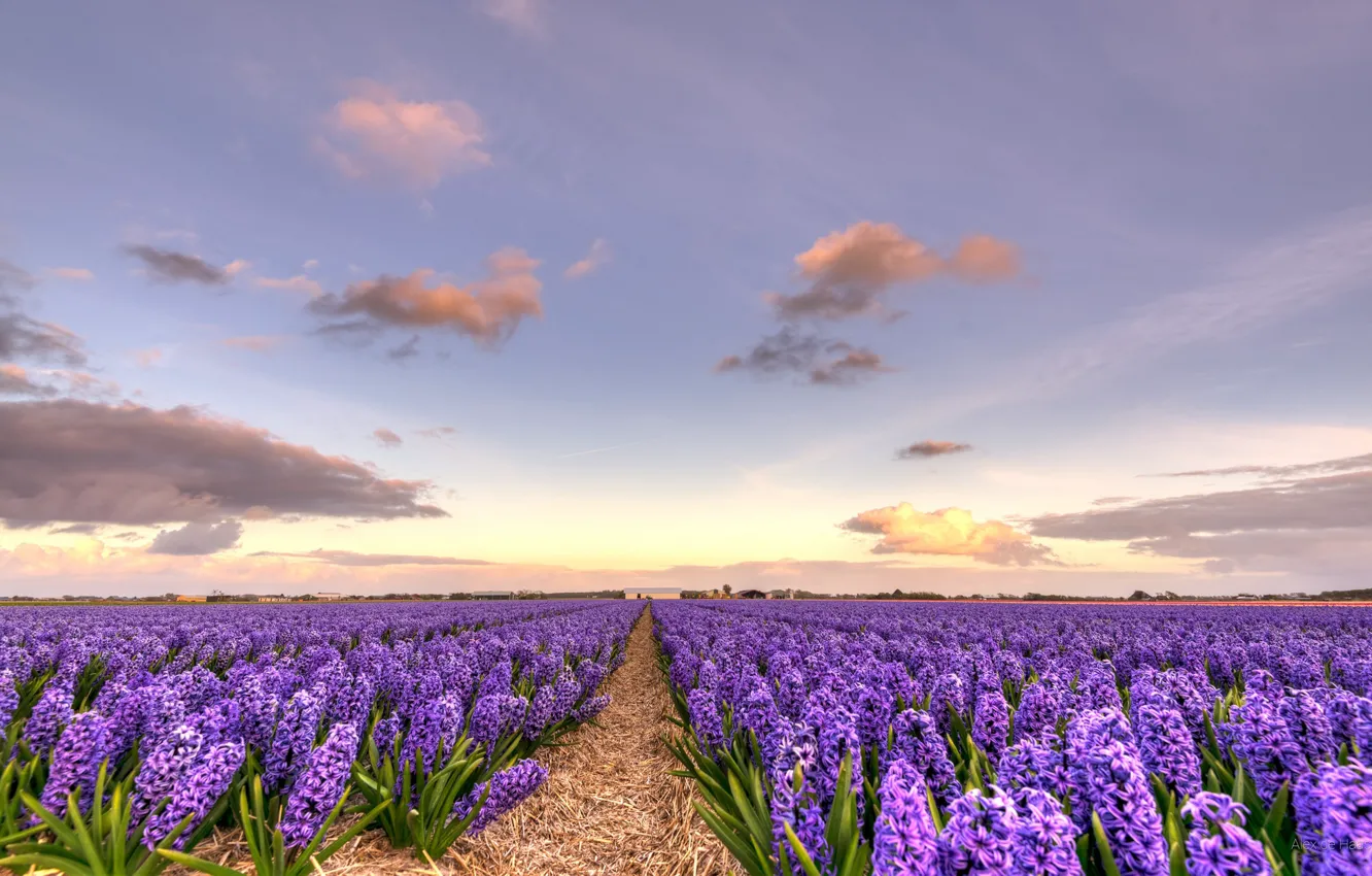 Photo wallpaper flowers, spring, bright, flowering, hyacinths, bushes