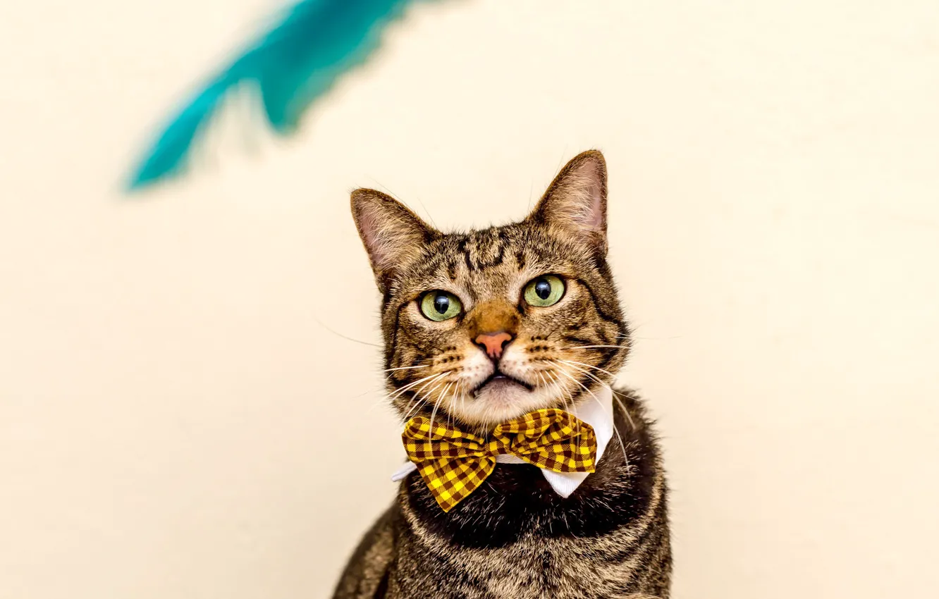 Photo wallpaper cat, bow, gentleman