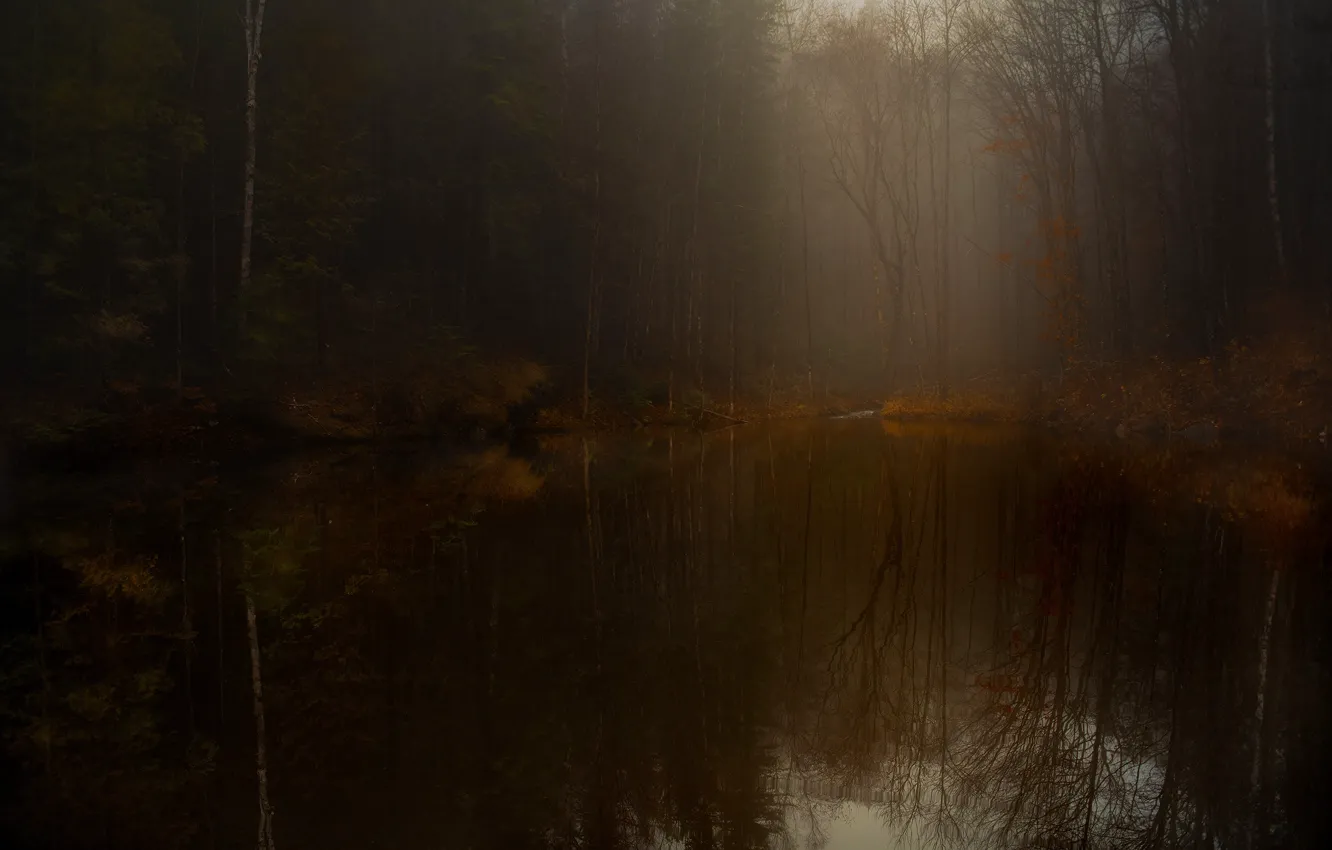 Photo wallpaper forest, trees, branches, fog, lake, reflection, twilight, pond