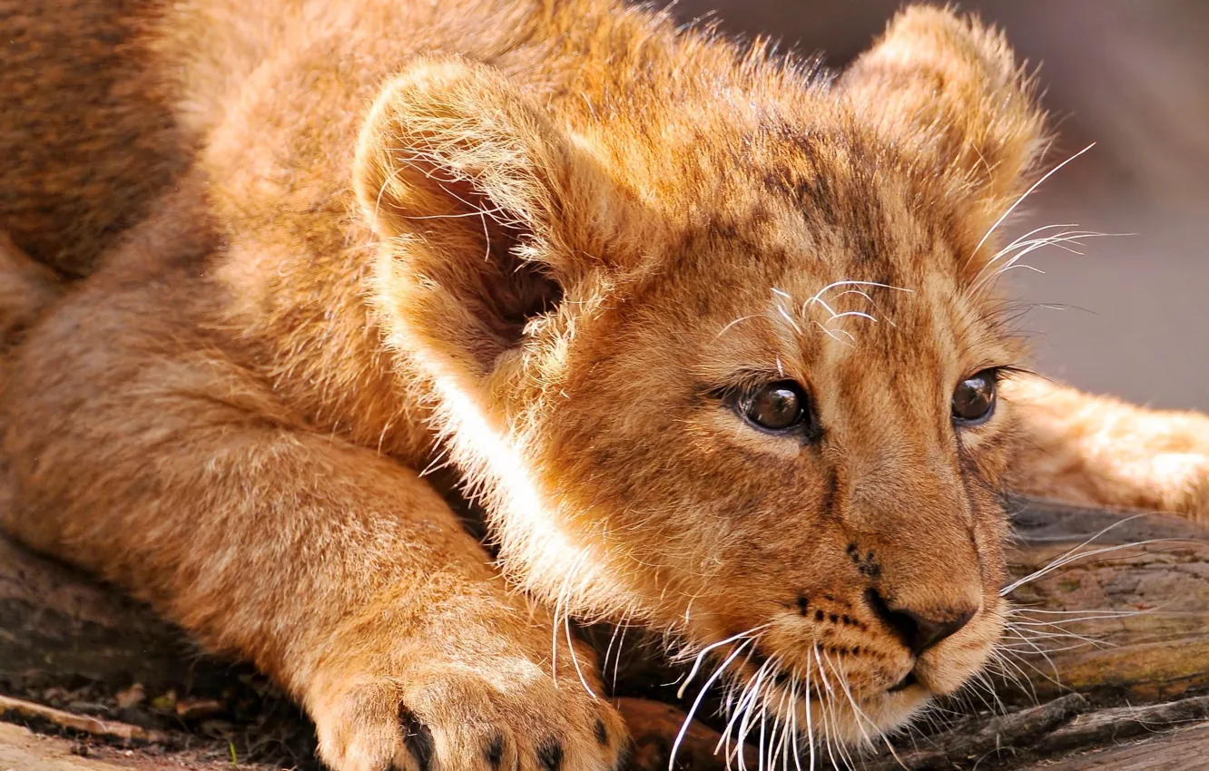 Photo wallpaper cat, animal, Leo, lion