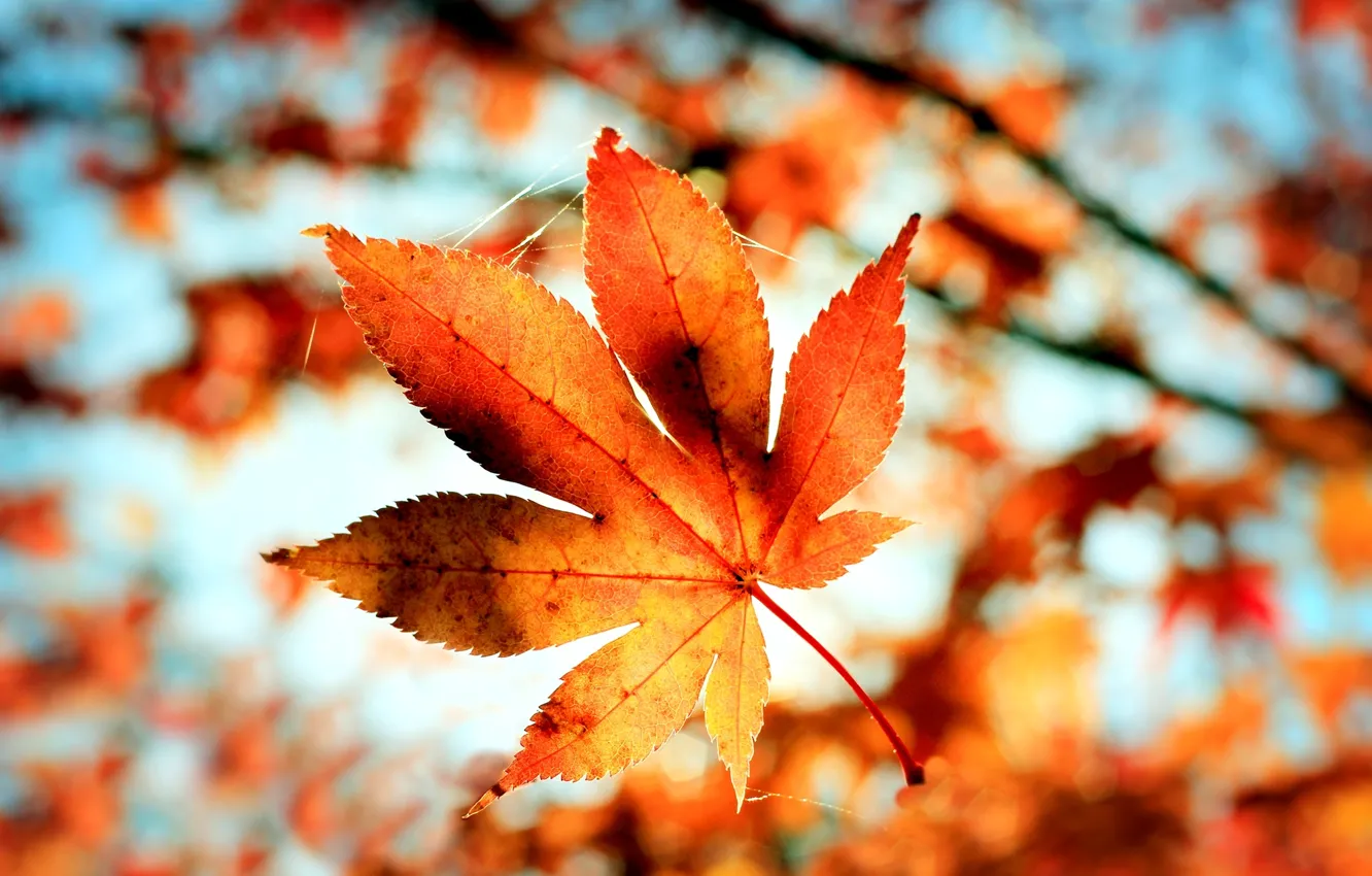 Photo wallpaper autumn, macro, orange, nature, sheet, web, blur, bokeh