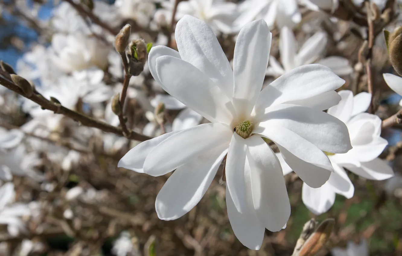 Photo wallpaper white, tree, spring, Magnolia